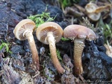 Kuehneromyces mutabilis image