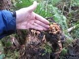 Kuehneromyces mutabilis image