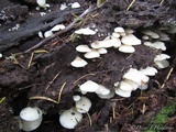 Cheimonophyllum candidissimum image