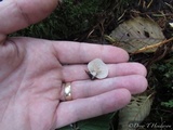 Cheimonophyllum candidissimum image