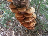 Vanderbylia robiniophila image