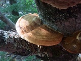 Vanderbylia robiniophila image