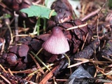 Mycena purpureofusca image