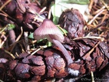 Mycena purpureofusca image