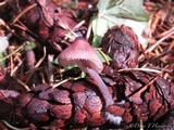 Mycena purpureofusca image