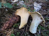Cantharellus formosus image