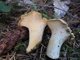 Cantharellus formosus image
