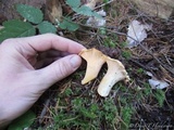 Cantharellus formosus image