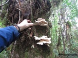 Pleurotus pulmonarius image