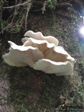 Pleurotus pulmonarius image