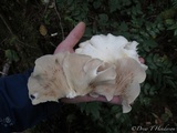 Pleurotus pulmonarius image