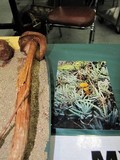 Battarrea phalloides image