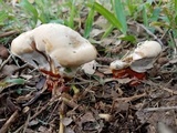 Ganoderma sessile image