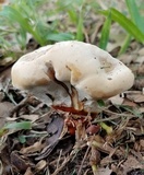 Ganoderma sessile image