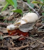 Ganoderma sessile image