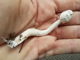 Leucocoprinus cretaceus image