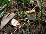 Mycetinis scorodonius image
