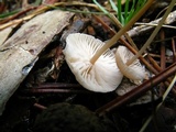 Mycetinis scorodonius image
