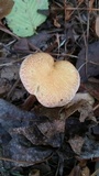 Suillus hirtellus image