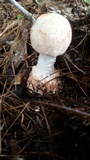 Amanita daucipes image