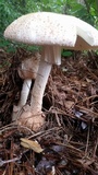 Amanita daucipes image