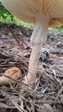 Amanita daucipes image