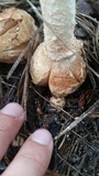 Amanita daucipes image