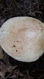 Amanita daucipes image