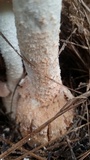 Amanita daucipes image