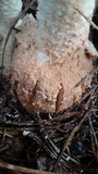 Amanita daucipes image