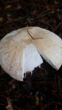 Amanita daucipes image