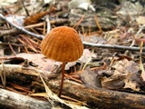 Marasmius fulvoferrugineus image