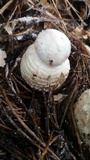 Amanita daucipes image