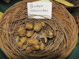 Rhizopogon ochraceorubens image