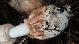 Amanita daucipes image