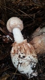 Amanita daucipes image