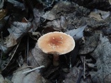 Cystoderma amianthinum image