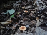 Cystoderma amianthinum image
