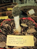 Phallus hadriani image