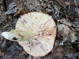 Lactarius pallescens image