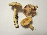 Lactarius pallescens var. pallescens image
