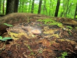 Spinellus fusiger image