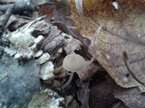 Simocybe centunculus var. centunculus image