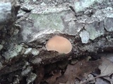 Simocybe centunculus var. centunculus image