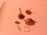 Simocybe centunculus var. centunculus image