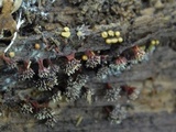 Polycephalomyces tomentosus image