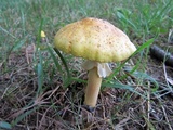 Amanita flavorubens image