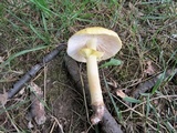 Amanita flavorubens image