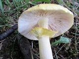 Amanita flavorubens image