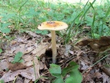 Amanita crocea image